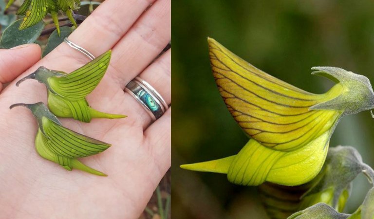 Hummingbird-shaped flowers are taking the internet by storm