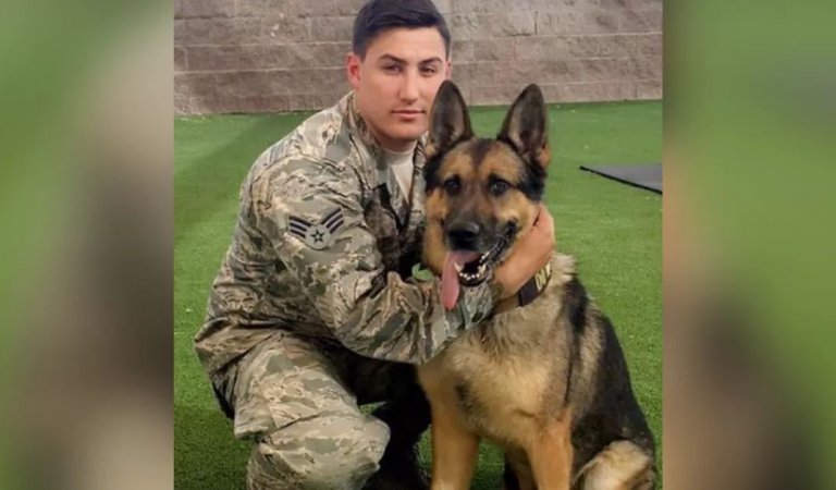 Retired military dogs need a home